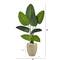 4ft. Travelers Palm Tree in Sand Colored Planter